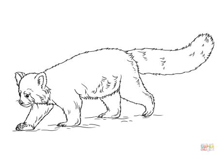 Малая Панда раскраска