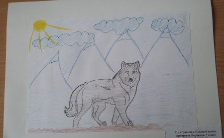 Животные красной книги России нарисовать карандашом