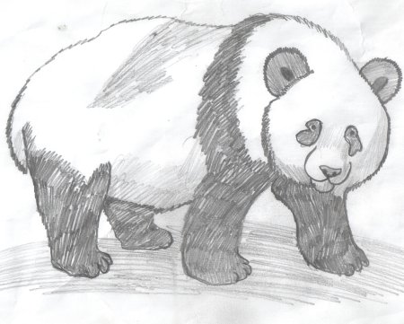Медведь рисунок карандашом
