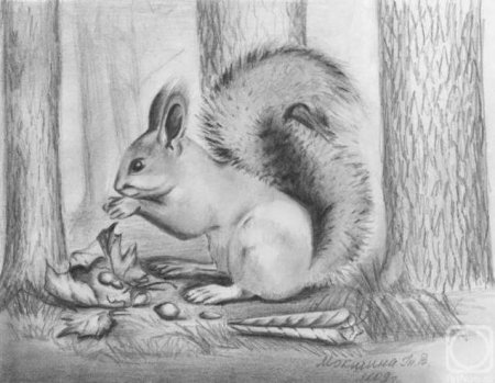 Рисунок белки карандашом