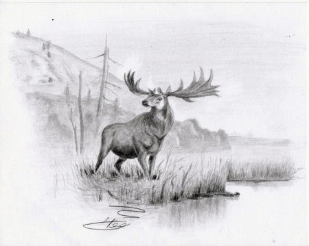 Рисунки карандашом для срисовки природа и животные