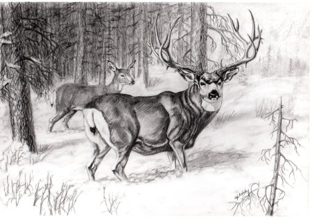 Рисунки природы