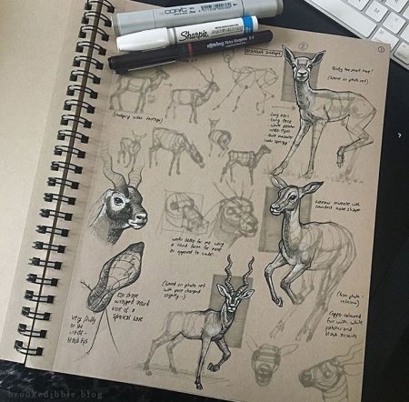 Скетчбуки для рисования животных