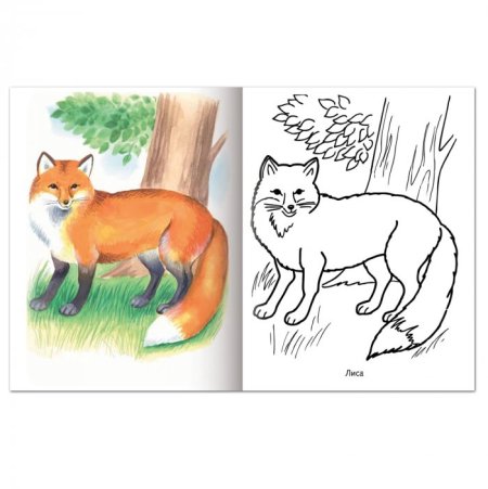 Раскраски Дикие животные зимой