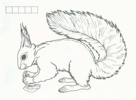 Гепард раскраска для детей