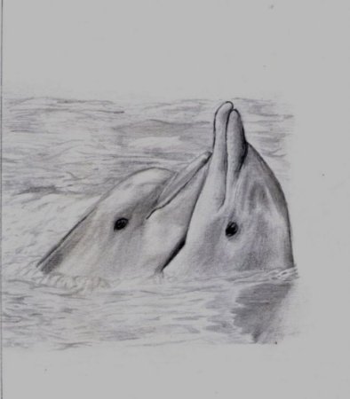 Дельфин рисунок карандашом