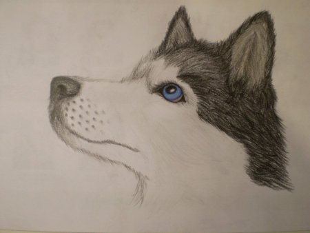 Хаски рисунок