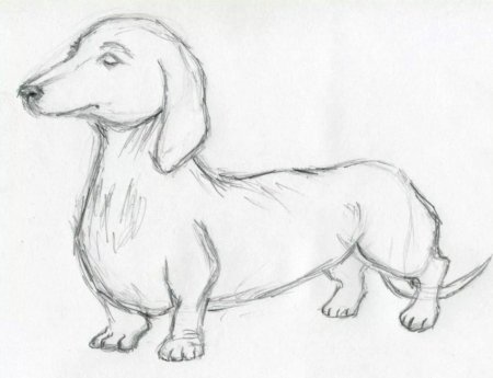 Собака рисунок карандашом