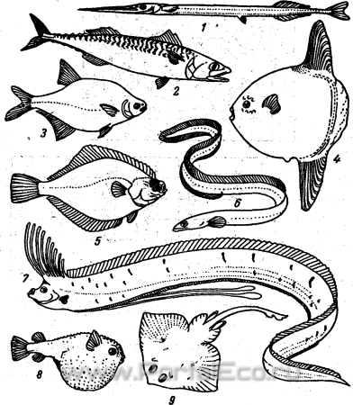 Торпедовидная форма рыбы