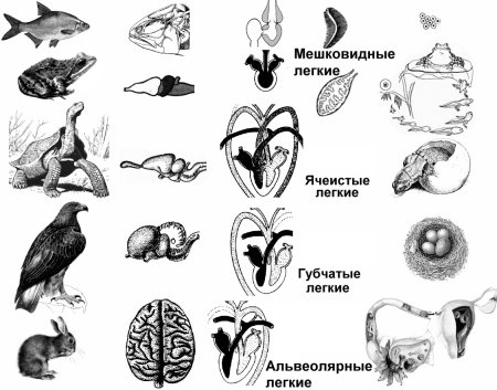 Ароморфозы дыхательной системы позвоночных