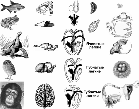 Раскраски животных и зверей