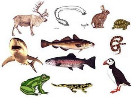 Опорно двигательная система хордовых