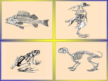 Животные рисунки