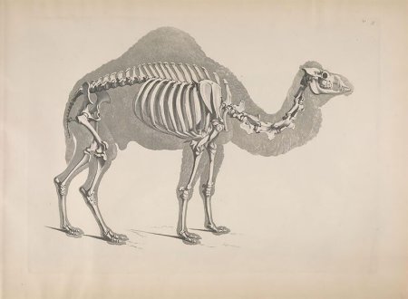 Подтипы хордовых животных