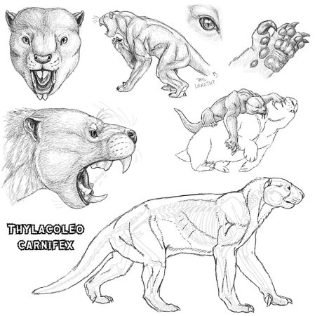 Скелеты животных для детей