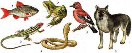 Типы личинок беспозвоночных