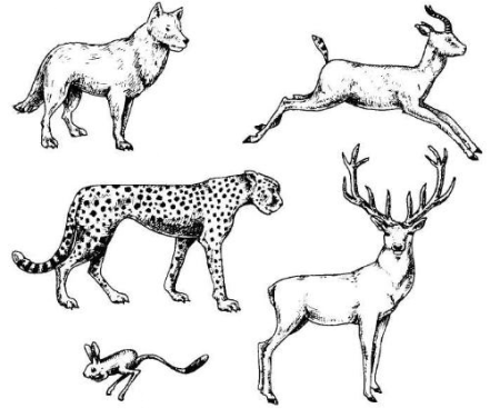 Рисуночки животных в Австралии