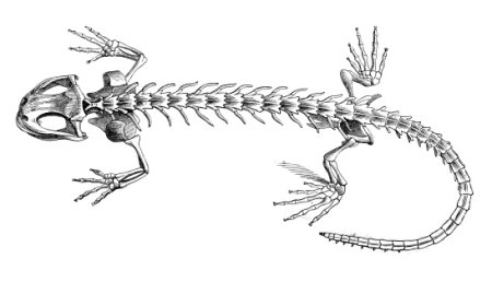 Скелет позвоночных животных