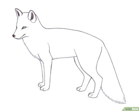 Рисунок лисы карандашом для срисовки легкие