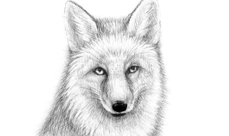 Лисица рисунок карандашом