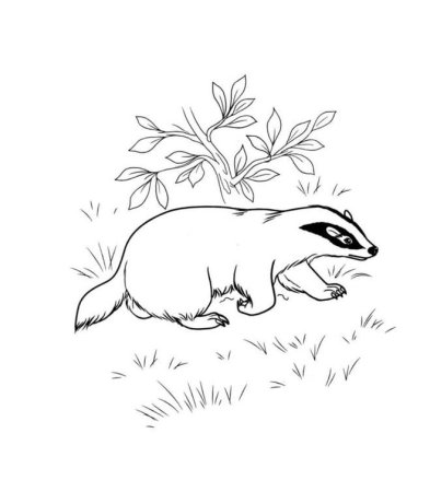 Паустовский барсучий нос раскраска