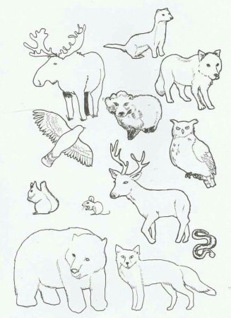 Контуры лесных животных