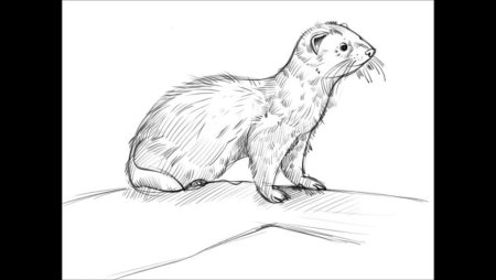 Хорек рисунок