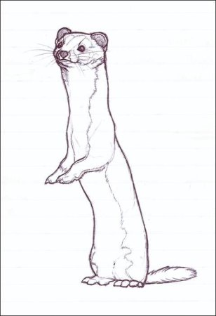 Хорек карандашом