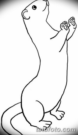 Хорек раскраска