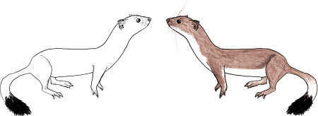 Горностай мультяшный