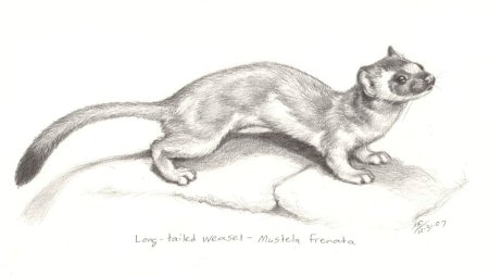 Хорек карандашом