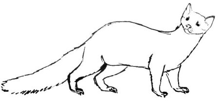 Лесная куница раскраска