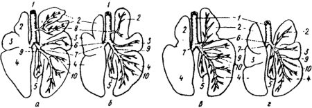 Строение дыхательной системы КРС