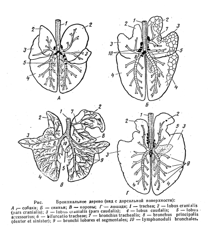 Дыхательная система КРС