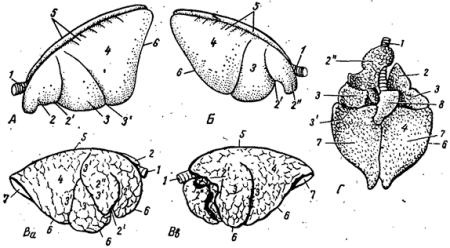 Легкие КРС анатомия
