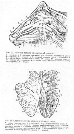 Носовая полость коровы анатомия