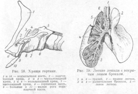 Дыхательная система КРС анатомия