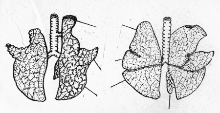 Анатомия легких КРС