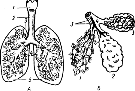 Строение альвеолы легкого