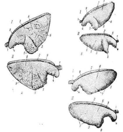 Анатомия легких КРС
