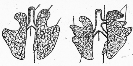 Строение легких животных