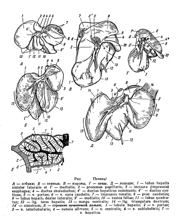Печень КРС анатомия