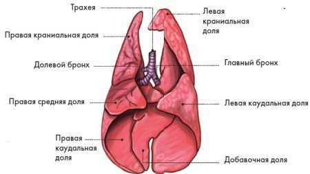 Легкие КРС строение