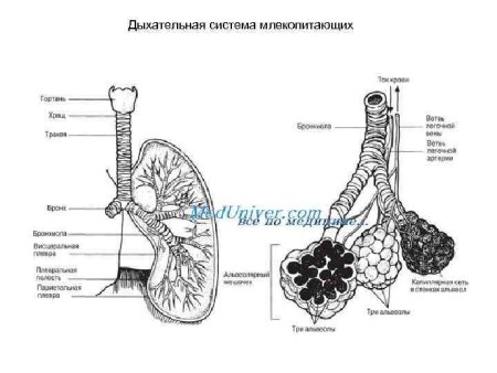 Дыхательная система млекопитающих схема