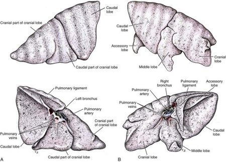 Доли легкого собаки