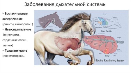 Строение дыхательной системы КРС