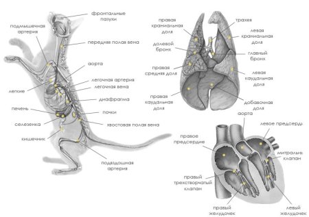 Кабарга анатомия