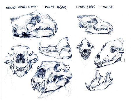 Собака бежит референс