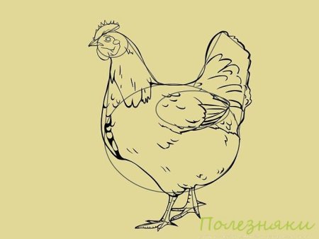 Курица рисунок карандашом