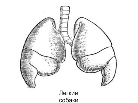 Анатомия легких собаки